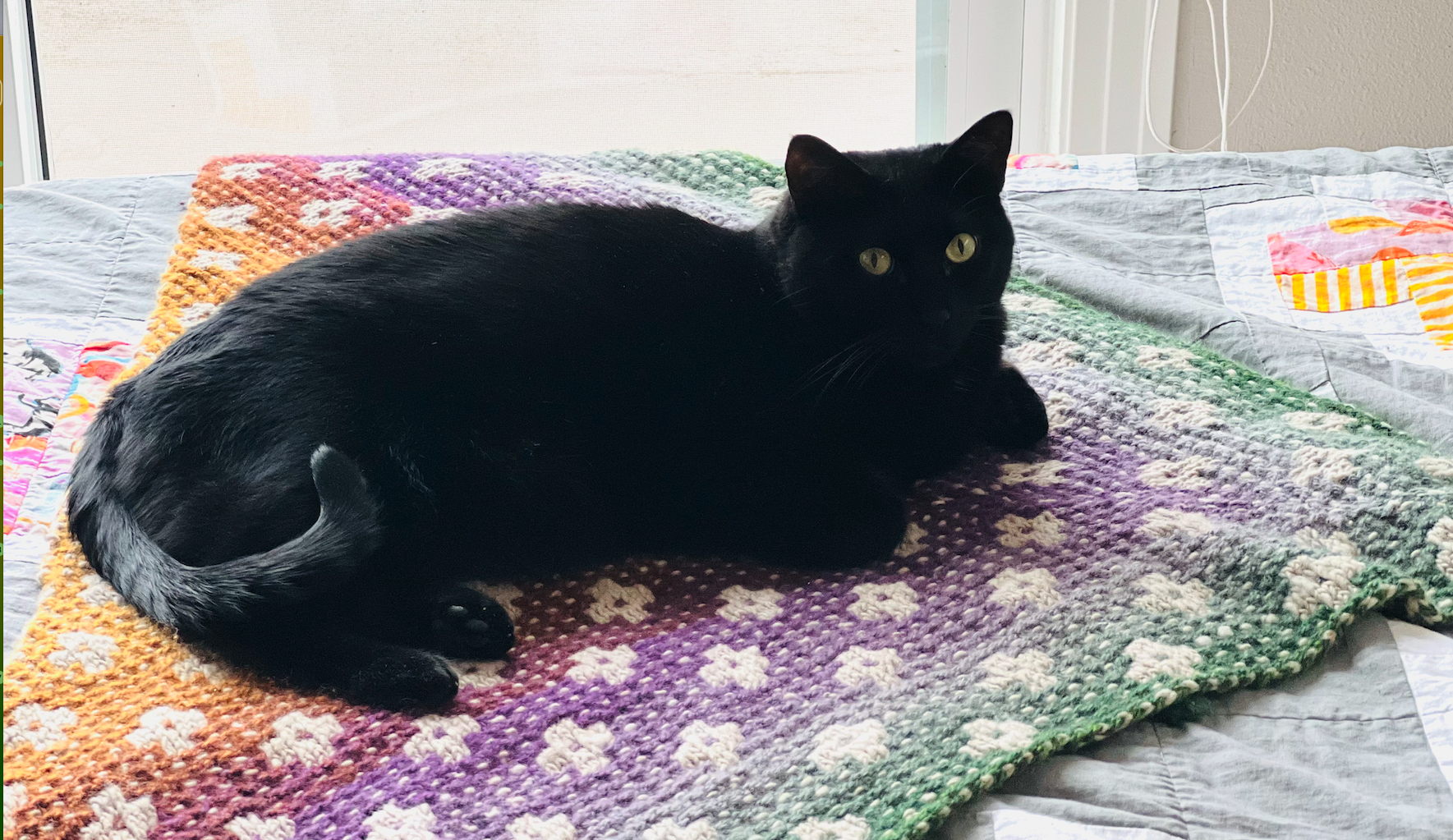Cute black cat cozy and laying on a knitted shawl