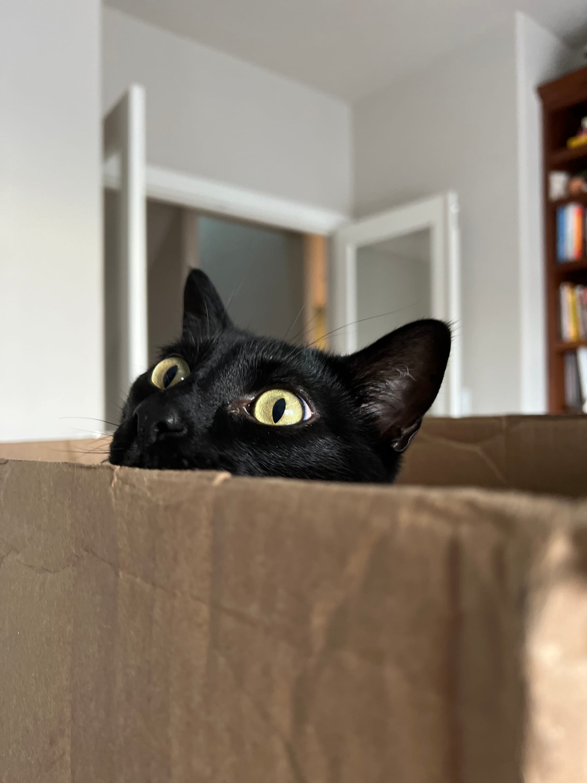 close up of Norman a beautiful black short hair cat who is peeking out from a box, he is looking in the distance with a faraway look in his eyes